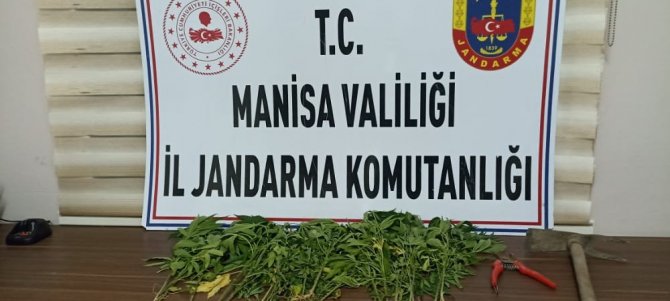 Jandarma Atlarla Kenevir İzi Sürdü