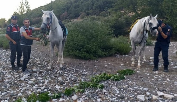Jandarma Atlarla Kenevir İzi Sürdü