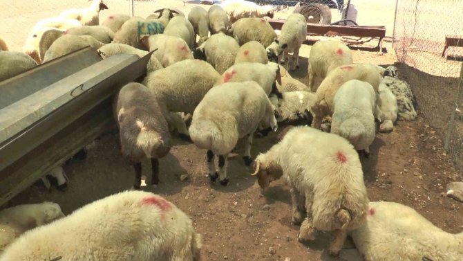 Uzmanlardan Kurbanlık Uyarısı