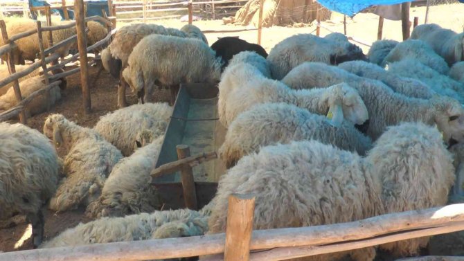 Uzmanlardan Kurbanlık Uyarısı