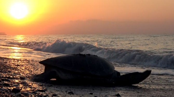 Mersin’de 4 Bine Yakın Caretta Caretta Yuvası Tespit Edildi