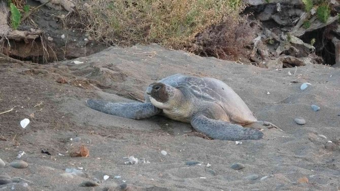 Mersin’de 4 Bine Yakın Caretta Caretta Yuvası Tespit Edildi