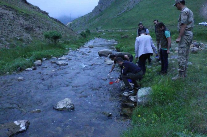 Ordu’nun Derelerine 50 Bin Adet Alabalık Bırakıldı