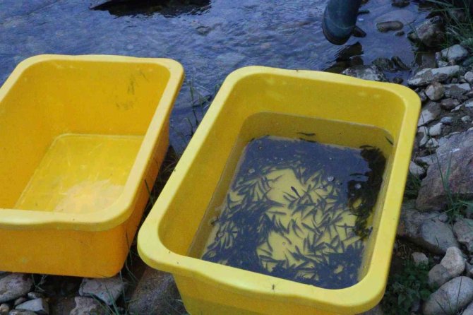 Ordu’nun Derelerine 50 Bin Adet Alabalık Bırakıldı