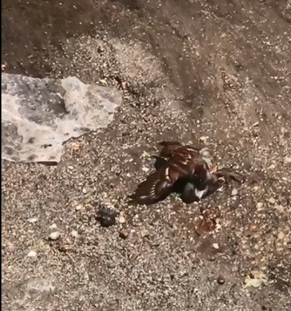 Çatıdan Düşen Minik Serçe, Başka Bir Serçenin Çabalarıyla Hayata Tutundu