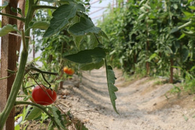 Safranbolu Belediyesi’nin Seraları Mahsul Vermeye Başladı