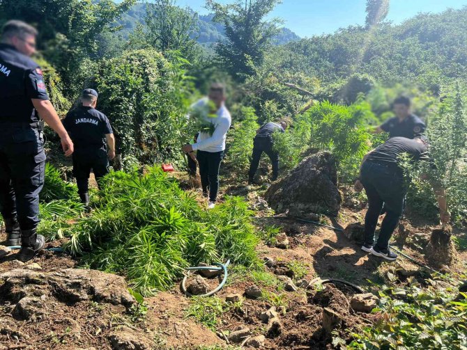 Fındık Bahçesini Uyuşturucu Tarlasına Çevirmişlerdi, Jandarma Yakaladı