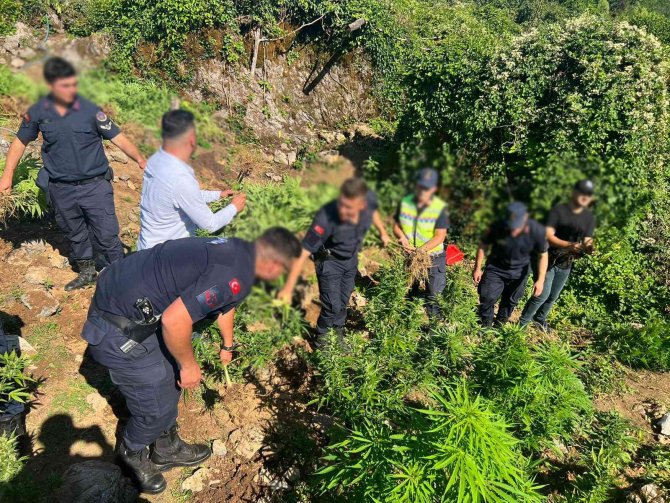 Fındık Bahçesini Uyuşturucu Tarlasına Çevirmişlerdi, Jandarma Yakaladı