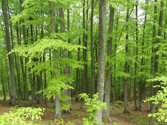 Yeşil Samsun İçin Yeni Tedbirler: Ormanlarda 4 Ay Ateş Yakmak Yasak