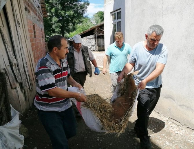 Yaralı Karaca Koruma Altına Alındı