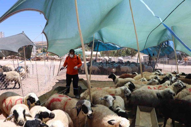 Şanlıurfa’da Kurban Satış Noktalarına İlaçlama