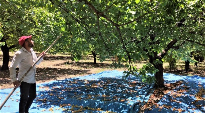 Malatya’da Kayısı Hasadı Başladı