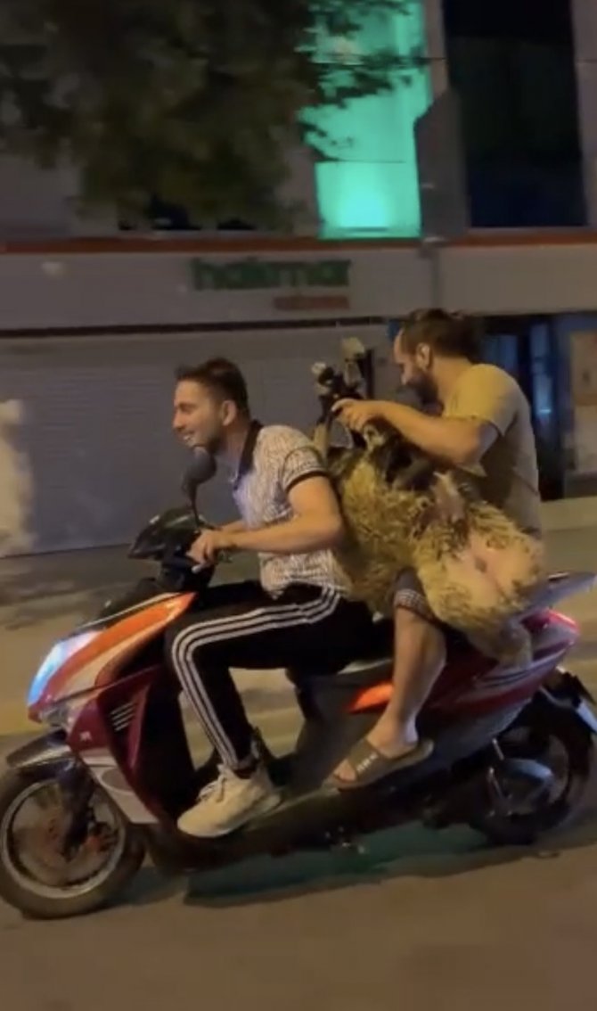 Sultanbeyli’de Şoke Eden Görüntü: Motosiklette Koyun Taşıdılar