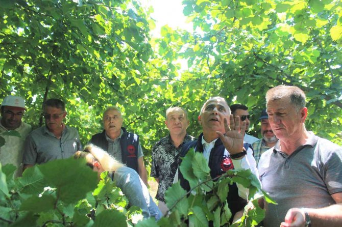 Fındıkta Rekolte Çalışmaları Başladı