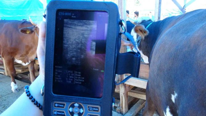 Kurban Pazarında ‘Ultrason’ Ekibi Görev Başında