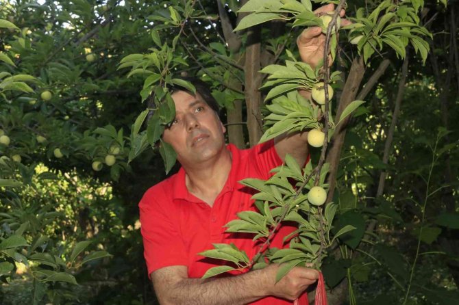 Unesco Dünya Miras Listesinde Bulunan Hevsel Bahçelerinde Erik Hasadı