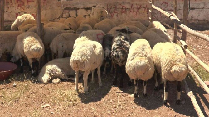 Uzmanlardan Kurbanlık Uyarısı