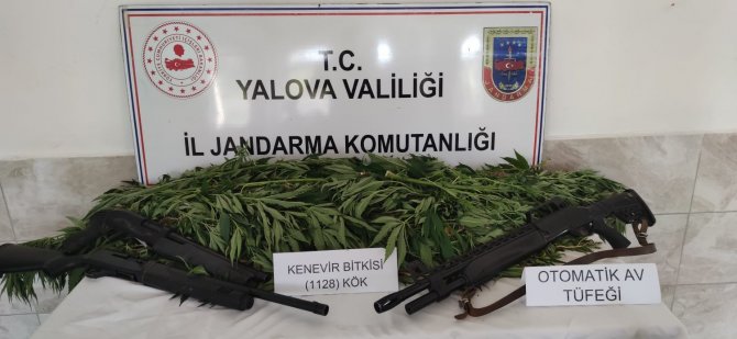 Yalova’da Mısır Tarlasında Bin 128 Kök Hint Kenevir Ele Geçirildi