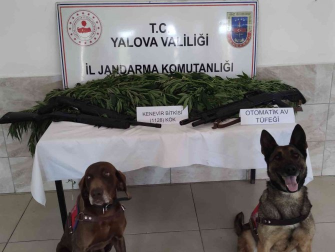 Yalova’da Mısır Tarlasında Bin 128 Kök Hint Kenevir Ele Geçirildi