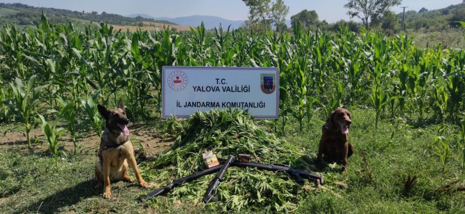 Yalova’da Mısır Tarlasında Bin 128 Kök Hint Kenevir Ele Geçirildi