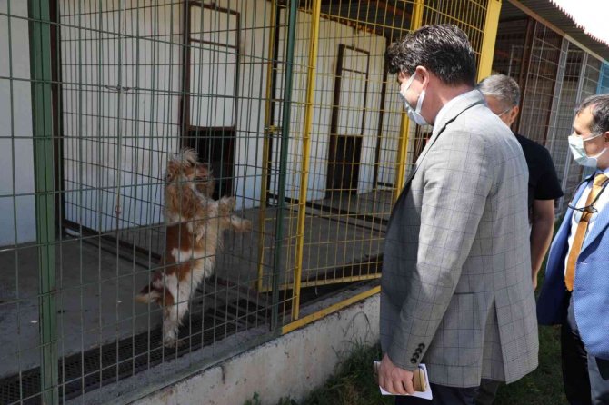 Can Dostları Sahiplerinin Dikkatine