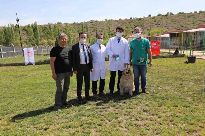 Can Dostları Sahiplerinin Dikkatine