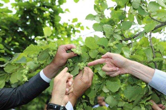 2022 Yılı Fındık Rekolte Tahmin Çalışması Yapıldı