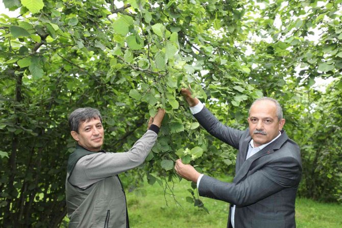 2022 Yılı Fındık Rekolte Tahmin Çalışması Yapıldı