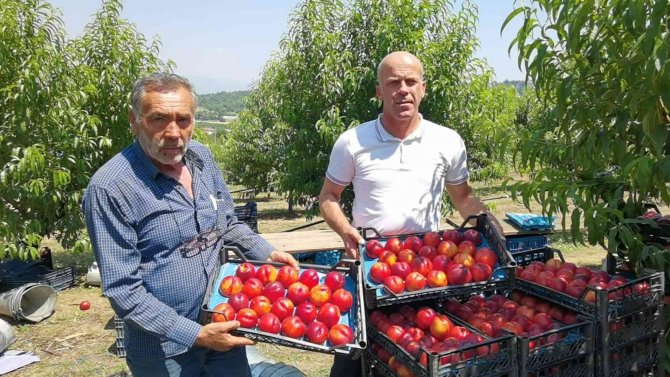 Bursa’da Şeftali Hasadı Başladı: 40 Bin Ton Rekolte Bekleniyor