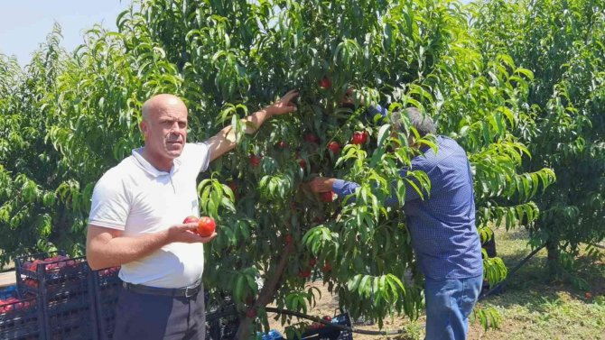 Bursa’da Şeftali Hasadı Başladı: 40 Bin Ton Rekolte Bekleniyor