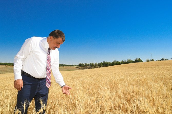 Çiftçilere Dağıtılan Tohumlar Hasat Ediliyor