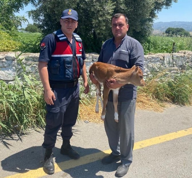 Çantadan Buzağı Çıktı