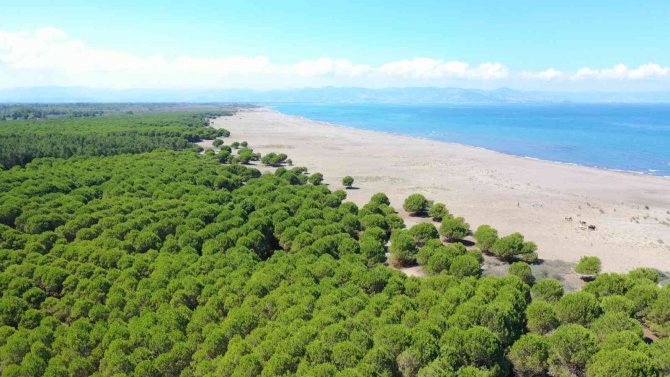 Çarşamba’ya 50 Hektarlık Orman Park
