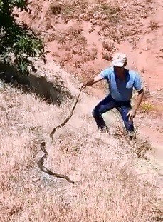 Dağda Bulduğu 3 Metrelik Yılanı Önce Sevdi, Sonra Tekrar Doğaya Bıraktı