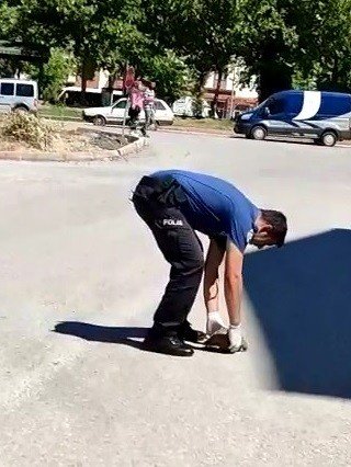 Polisin Kaplumbağa Duyarlılığı