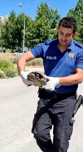 Polisin Kaplumbağa Duyarlılığı