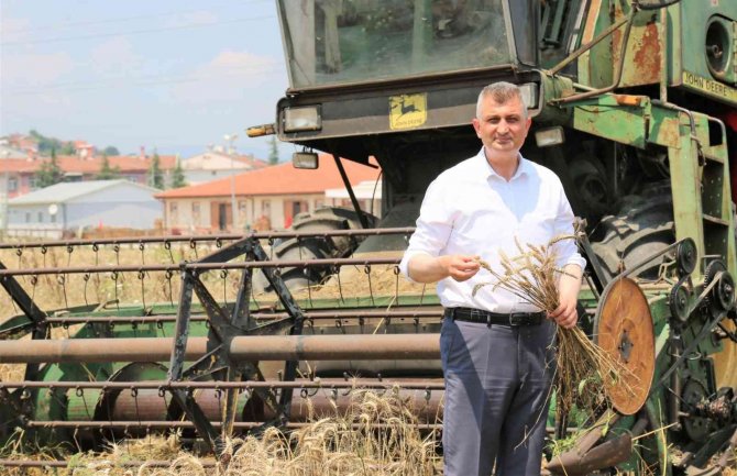 Boş Araziden 20 Ton Buğday Hasat Edildi