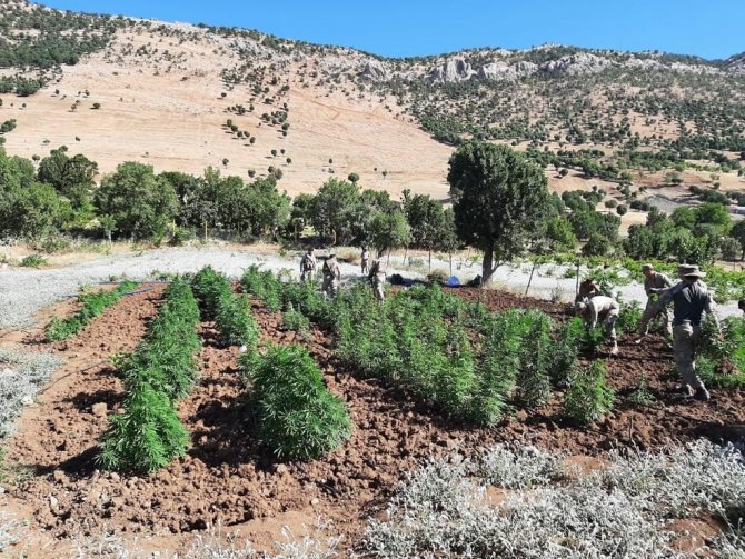 51 Noktada Gerçekleştirilen Operasyonda 665 Bin 736 Kök Kenevir Ele Geçirildi
