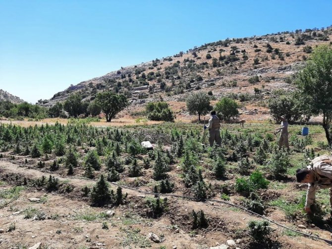 51 Noktada Gerçekleştirilen Operasyonda 665 Bin 736 Kök Kenevir Ele Geçirildi