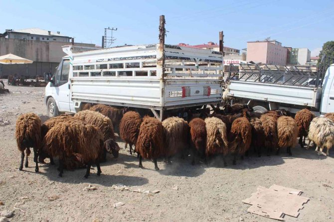Iğdır’da Hayvan Pazarında Kurban Bayramı Yoğunluğu