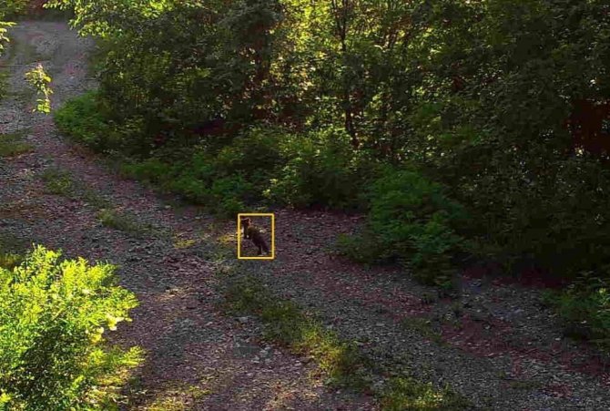 Kastamonu’da Yaban Hayvanları Fotokapanda