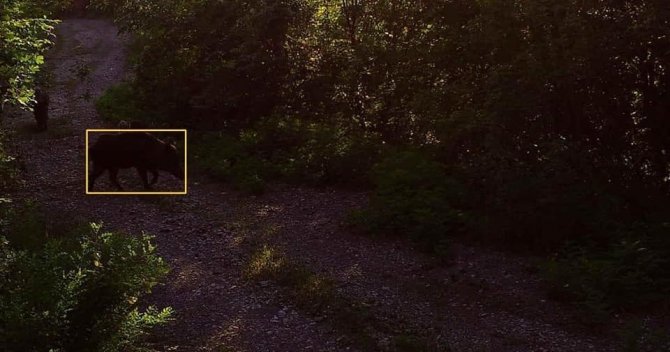 Kastamonu’da Yaban Hayvanları Fotokapanda