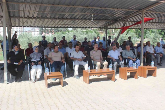 Üreticilere Silajlık Mısır Tohumu Dağıtıldı
