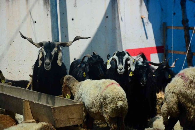 Büyükbaş Hayvan Satıcıları Satışlarını Tamamladı, Küçükbaşlar Alıcılarını Bekliyor
