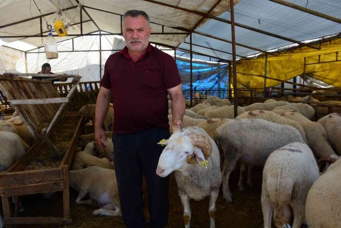 Büyükbaş Hayvan Satıcıları Satışlarını Tamamladı, Küçükbaşlar Alıcılarını Bekliyor