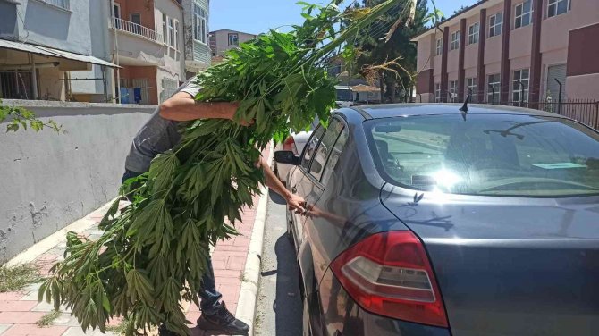 Bahçesinde Dişi Hint Keneviri Yetiştiren Şahsa Gözaltı