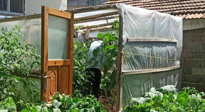 Bahçesinde Dişi Hint Keneviri Yetiştiren Şahsa Gözaltı