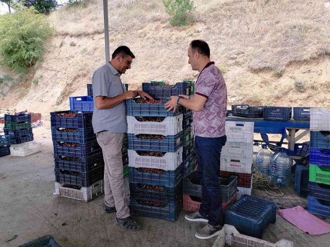 Simav’lı Çiftçiler Kiraz Ve Vişneden Yılda 250 Milyon Tl Gelir Elde Ediyor