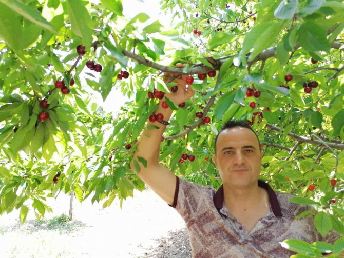 Simav’lı Çiftçiler Kiraz Ve Vişneden Yılda 250 Milyon Tl Gelir Elde Ediyor