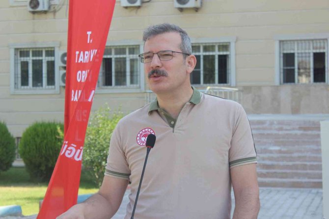 Üreticilere Silajlık Mısır Tohumu Dağıtıldı